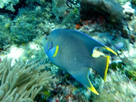 Blue Anglefish IMG 2997
